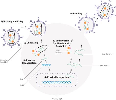 how to improve lentivirus transduction.